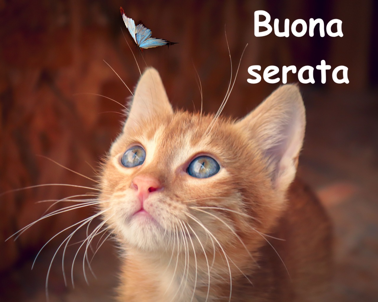 un gattino color zenzero guarda una farfalla che vola sopra il suo naso